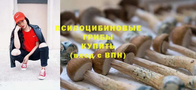 Галлюциногенные грибы Cubensis  OMG сайт  Дальнереченск  магазин продажи  