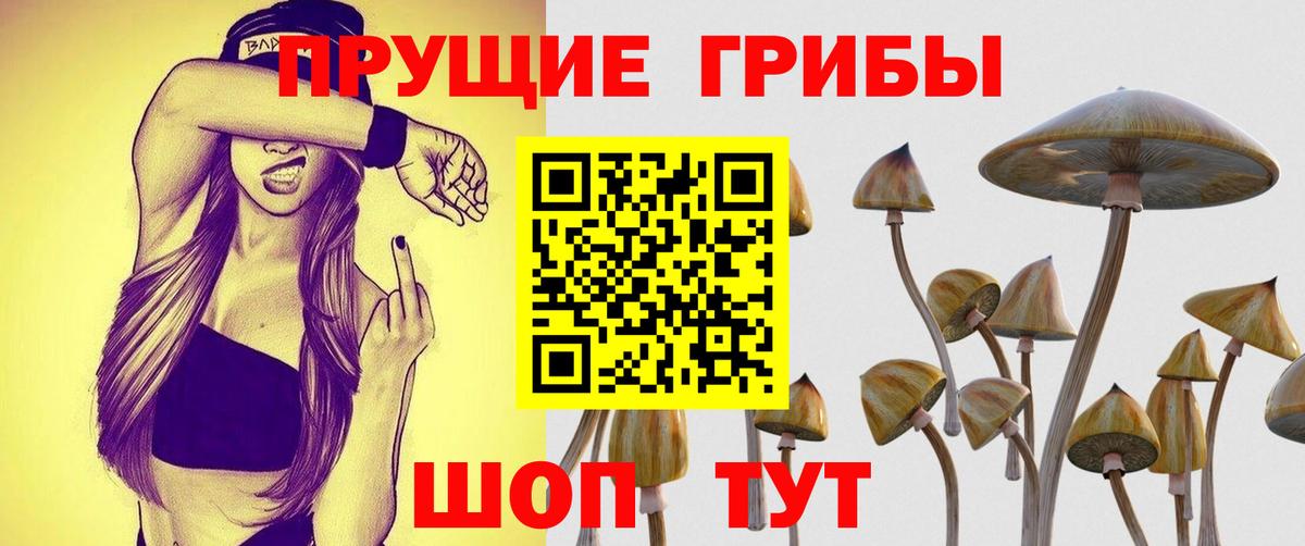 Псилоцибиновые грибы Cubensis Дальнереченск